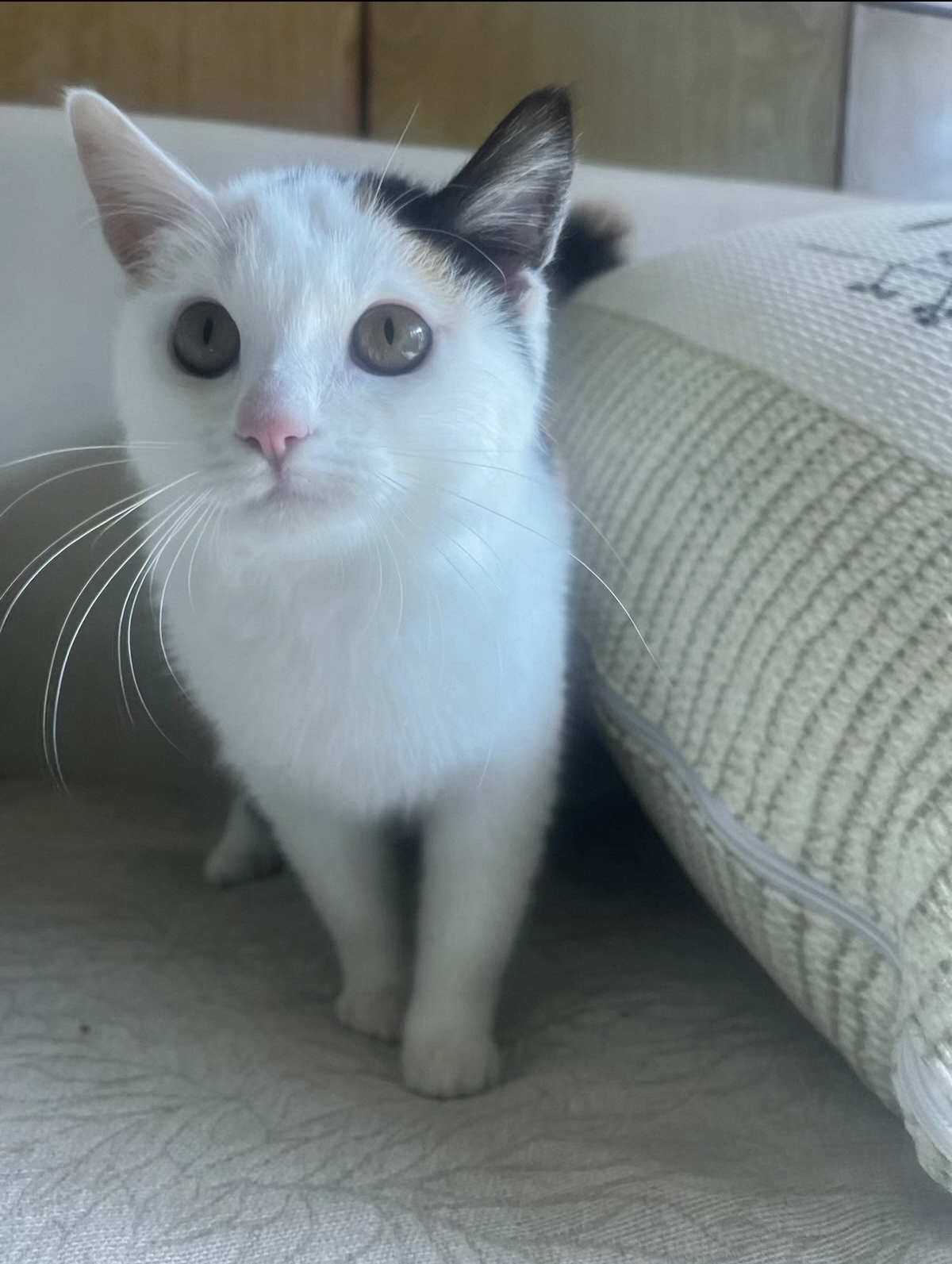 英短三花妹妹,包子脸,疫苗三针全部打完,性格好粘人,活泼健康